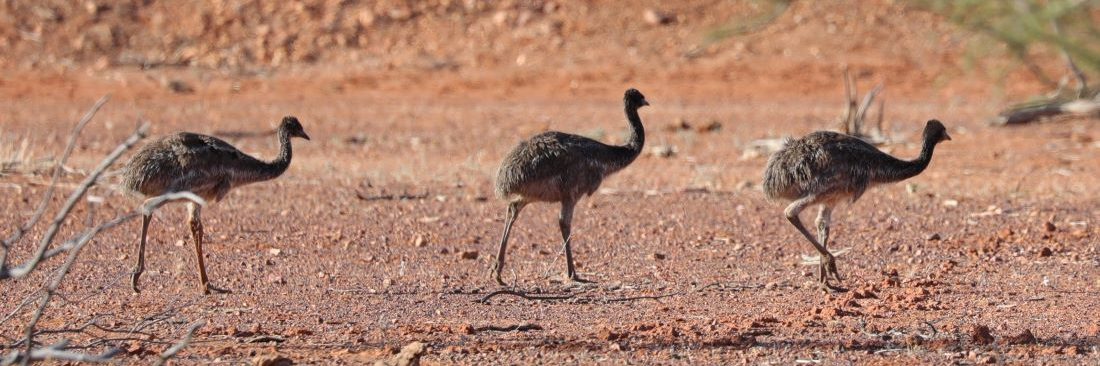 Australian Walkabout